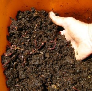 Worms and Compost in Hand