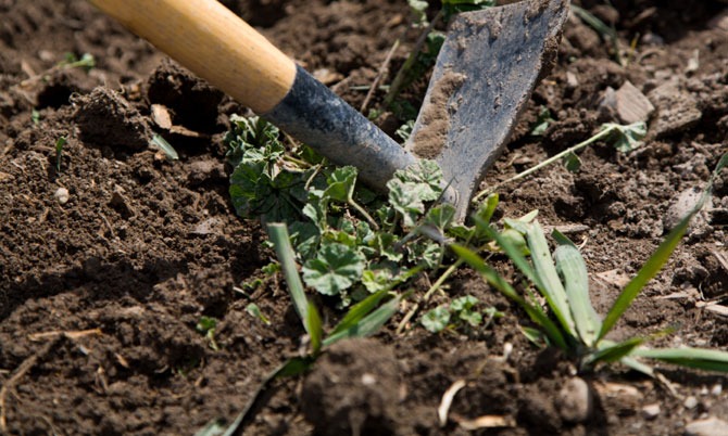 7 Best Weed Killers to Groom Your Yard and Garden