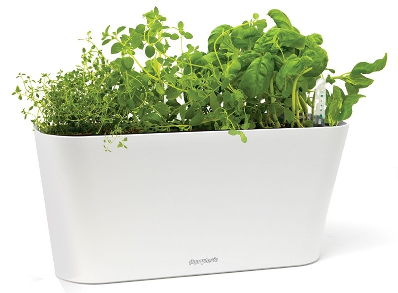 Aquaphoric Herb Garden for Windowsill