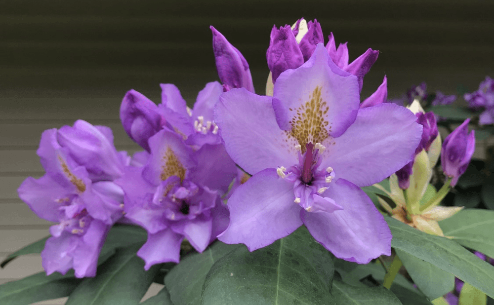 May: Full Bloom