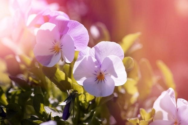 spring flower garden