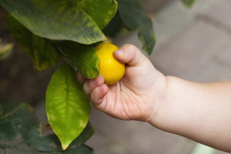 baby food ingredients