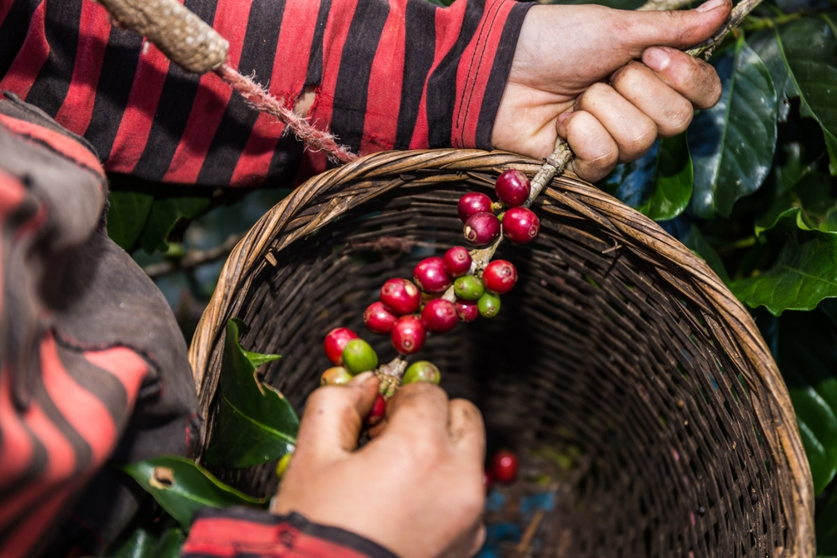 Best Organic Coffee Beans: EcoKarma’s 2021 Guide